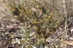 Dillwynia ramosissima