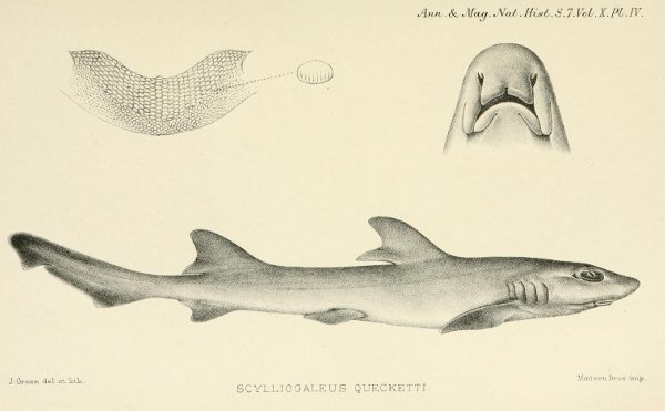 Flapnose Houndsharks