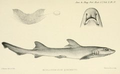 Flapnose Houndshark photo 3