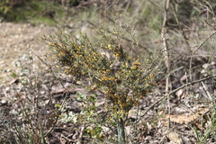 Dillwynia ramosissima