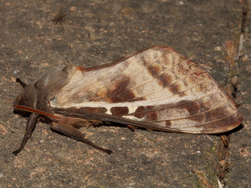 Oxycanus dirempta (Walker, 1856)