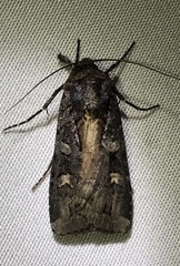 Actebia fennica