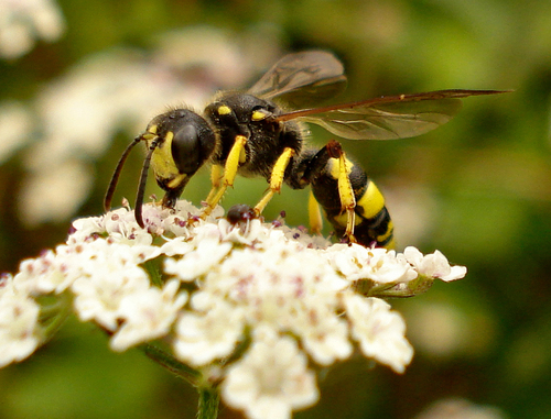 Ornate-tailed Digger Wasp, photo 3 of 10