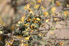 Dillwynia ramosissima