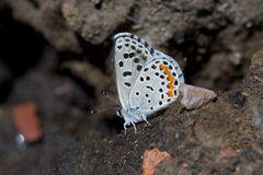 Euphilotes centralis