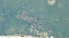 Triturus pygmaeus