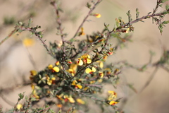 Dillwynia ramosissima