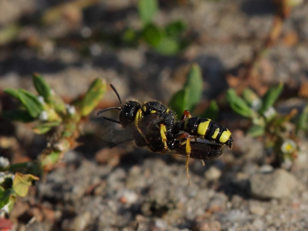 Ornate-tailed Digger Wasp