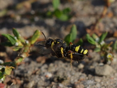 Ornate-tailed Digger Wasp