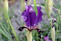 Iris paradoxa