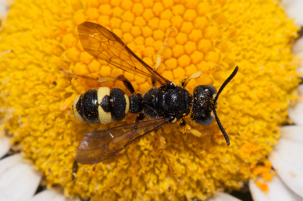 Ornate-tailed Digger Wasp, photo 1 of 10