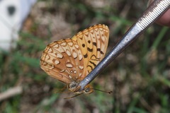 Speyeria hesperis ratonensis