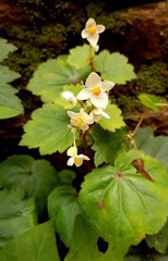 Begonia portillana