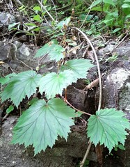 Begonia portillana