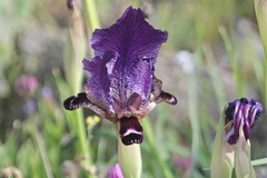 Iris paradoxa