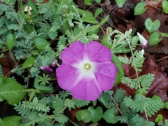 Ipomoea hartwegii