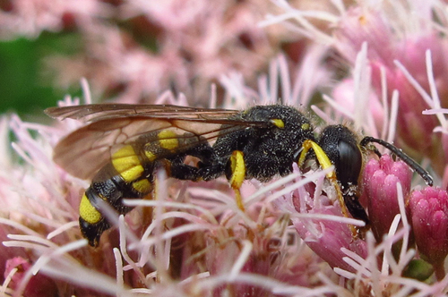 Ornate-tailed Digger Wasp, photo 5 of 10
