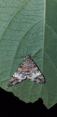 Coenipeta damonia