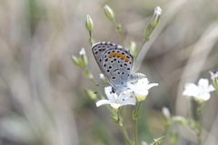 Euphilotes centralis