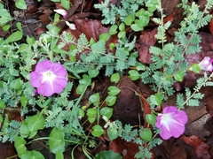 Ipomoea hartwegii