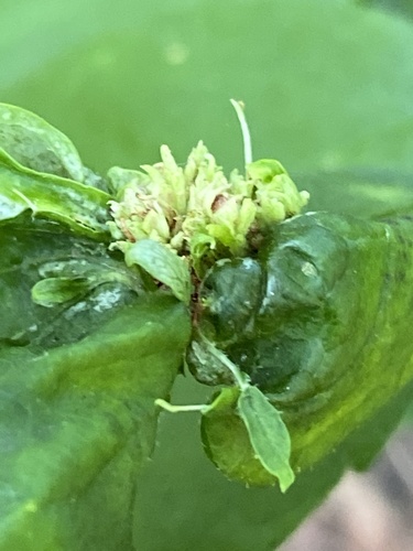 Ash Flower Gall Mite