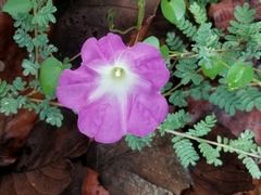 Ipomoea hartwegii