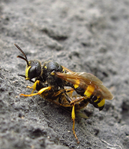 Ornate-tailed Digger Wasp, photo 6 of 10