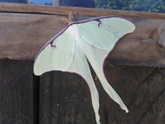 Actias truncatipennis