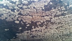 Xylobolus frustulatus image