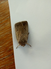 Proteuxoa hypochalchis