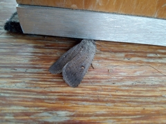 Proteuxoa hypochalchis