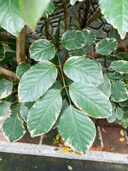 Polyscias guilfoylei