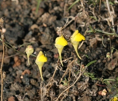 Nanorrhinum