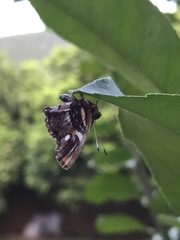 Anteros carausius carausius