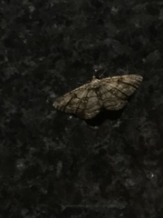 Peribatodes rhomboidaria
