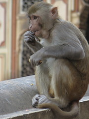 Macaca mulatta