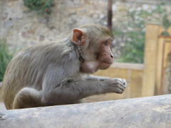 Macaca mulatta
