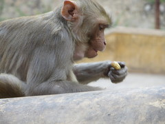 Macaca mulatta
