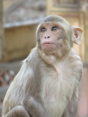 Macaca mulatta