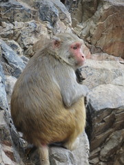 Macaca mulatta