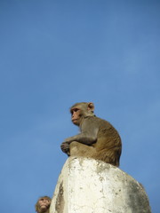 Macaca mulatta