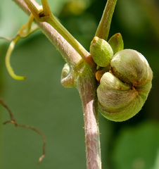 Ampelomyia vitiscoryloides