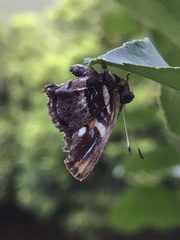 Anteros carausius carausius