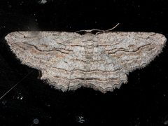 Scioglyptis loxographa