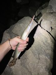 Lepisosteus platostomus