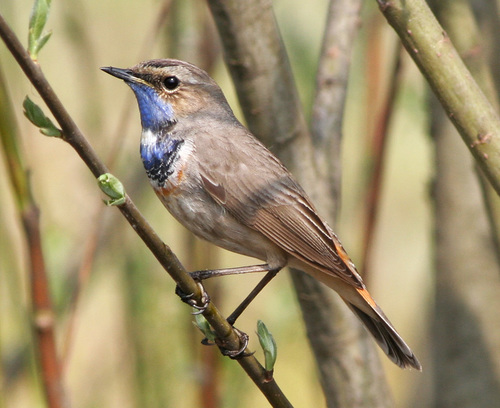 Bluethroat, photo 8 of 9