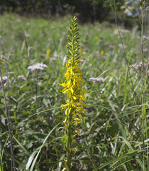 Ligularia stenocephala