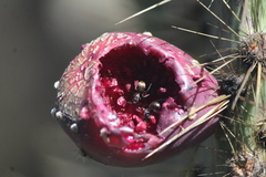 Camponotus pellarius