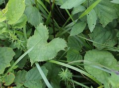Ligularia stenocephala