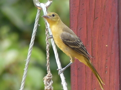 Icterus cucullatus